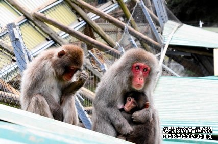 日本千叶县一动物园铁网被破坏70只日本猴再次“大逃亡”